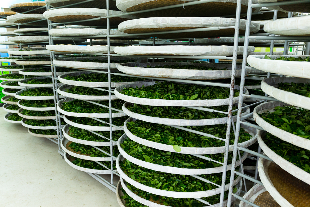 quy trình chế biến trà Ô Long