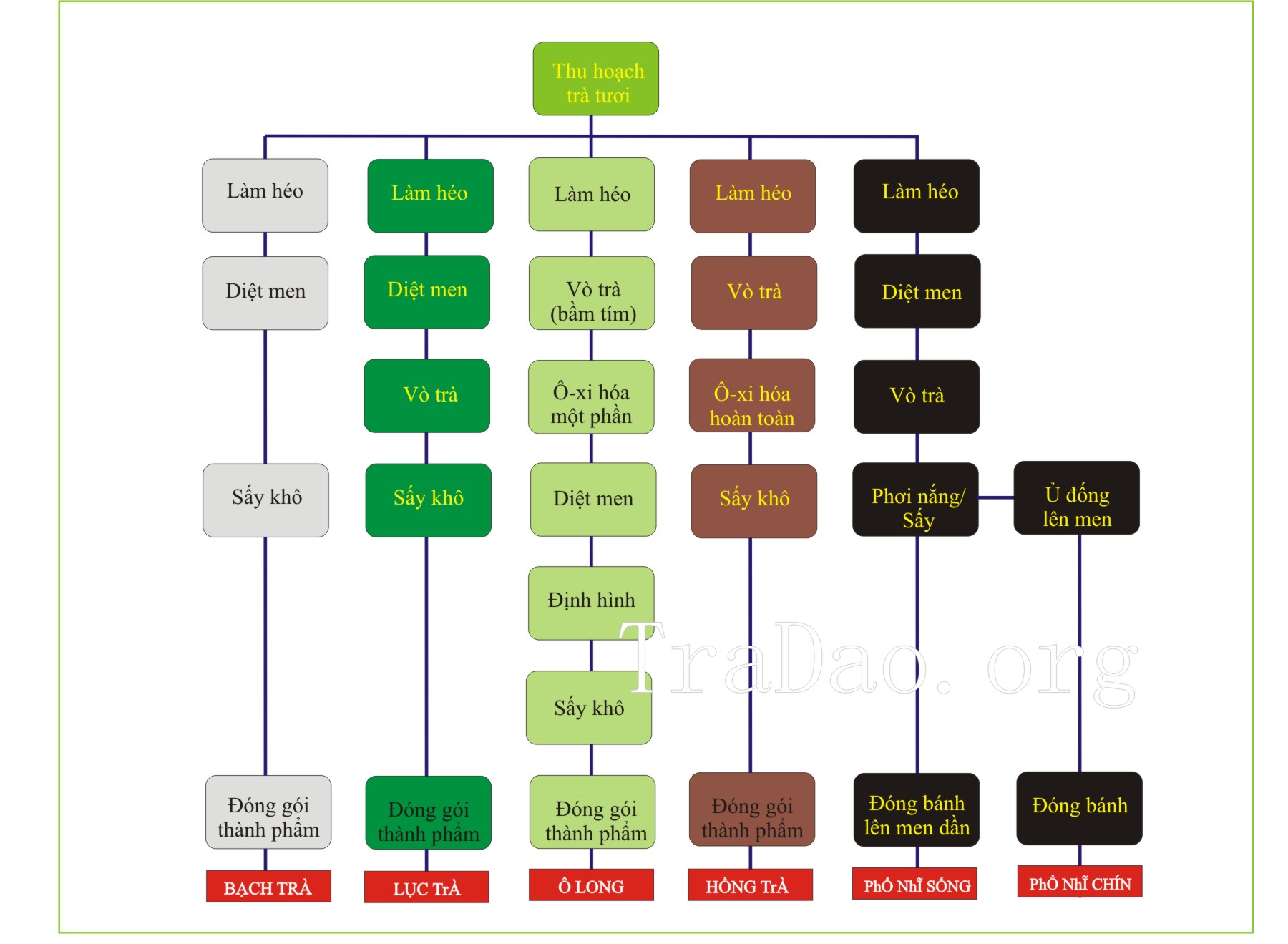 Quy trình sản xuất các loại trà